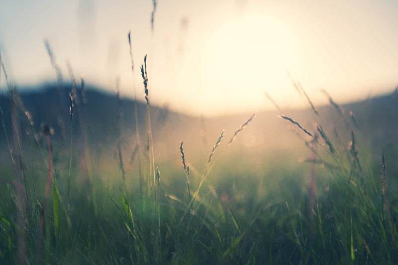Wild grass in morning sunlight