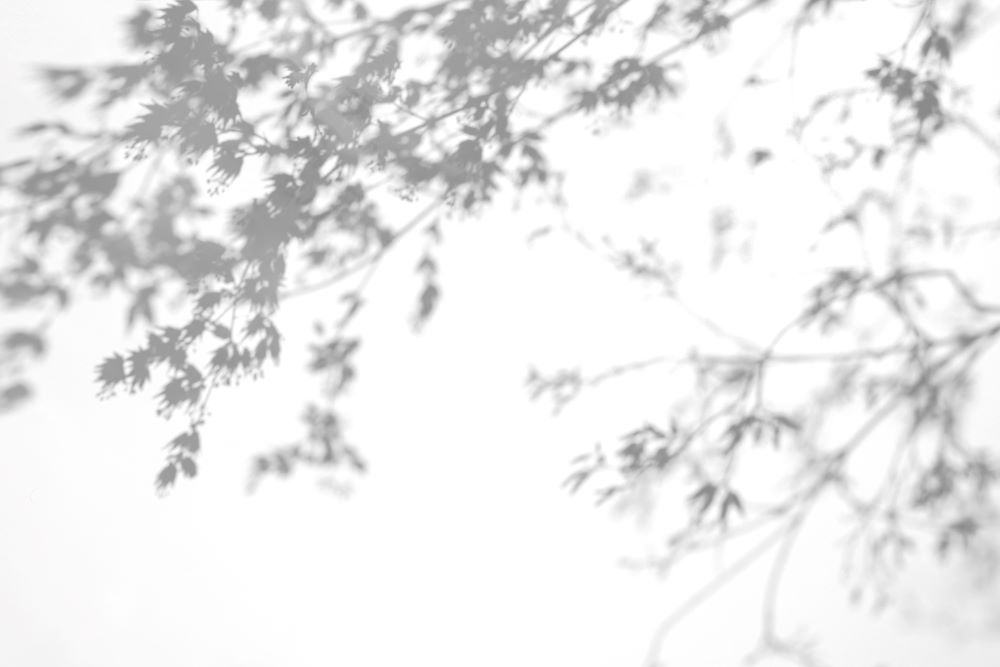 Silhouette of leaves against white